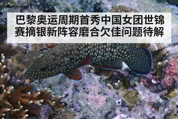 巴黎奥运周期首秀中国女团世锦赛摘银新阵容磨合欠佳问题待解